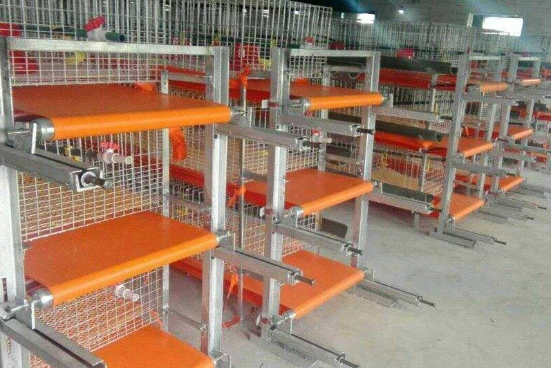 È«×Ô¶¯Ñø¼¦É豸Áý×ӵķÖÀà È«×Ô¶¯Ñø¼¦É豸Áý×ӵķÖÀà